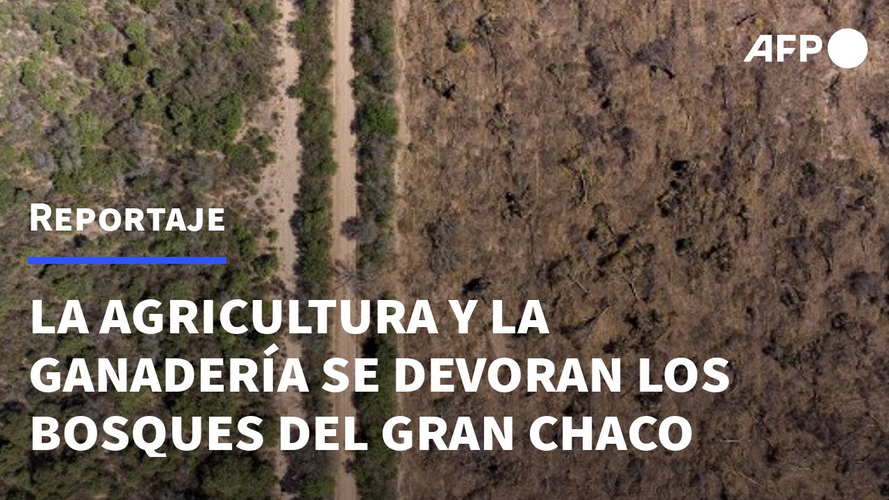 La agricultura y la ganadería se devoran los bosques del Gran Chaco | AFP