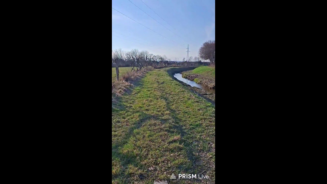 Kutyás élő adás