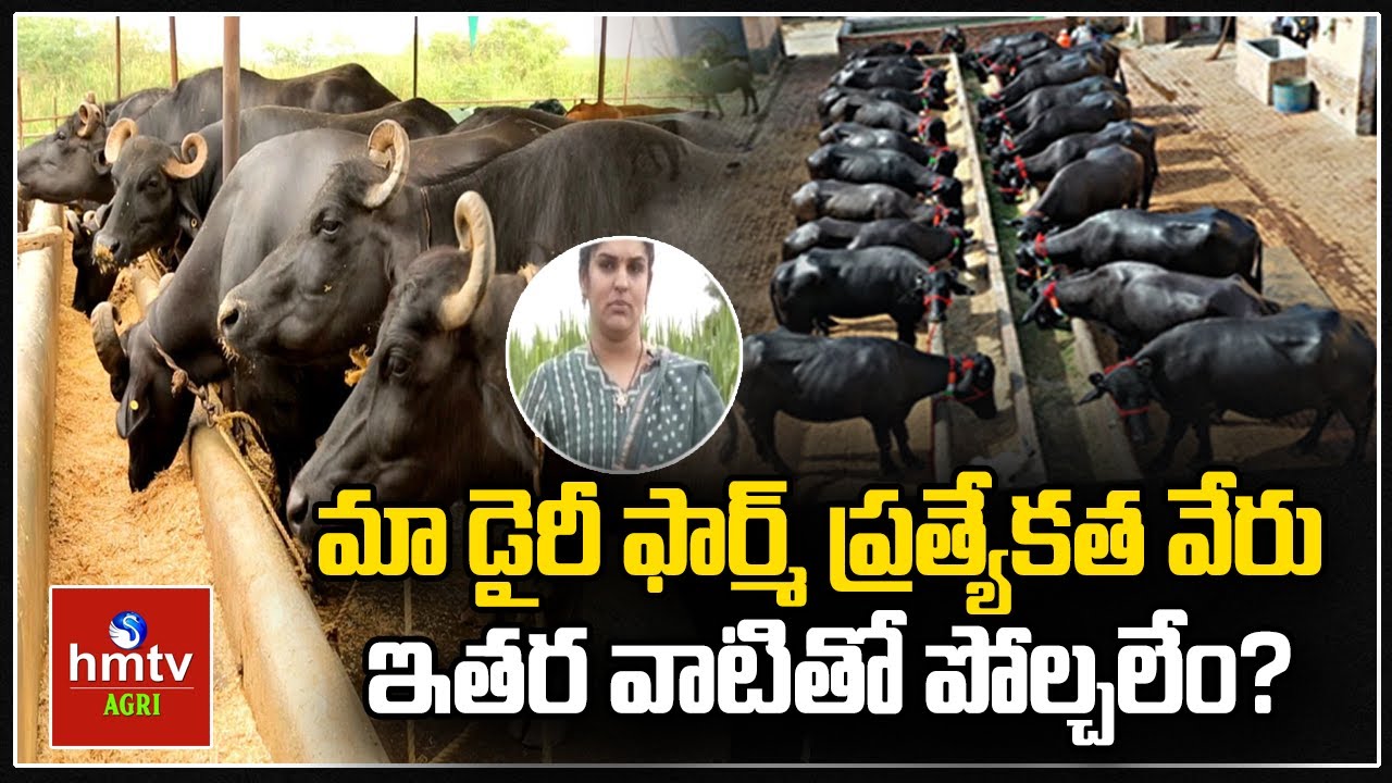 మా డైరీ ఫార్మ్ ప్రత్యేకత వేరు ఇతర వాటితో పోల్చలేం? | Nelatalli | hmtv agri