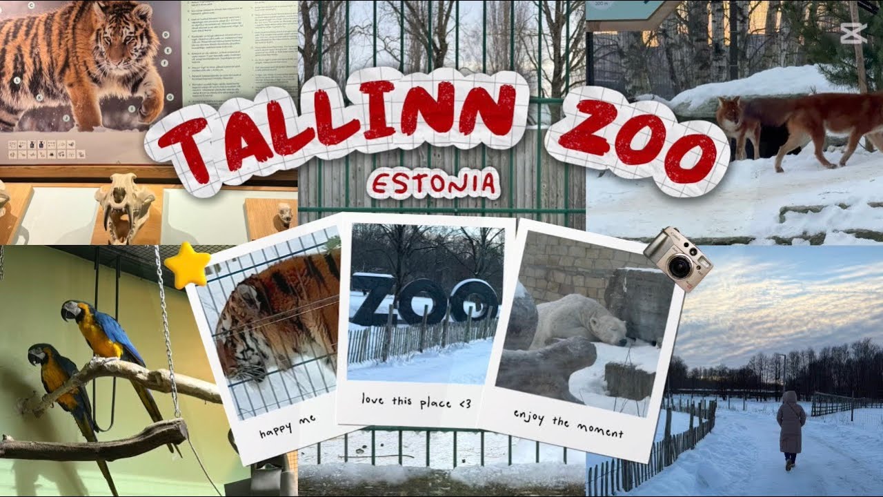 Tallinn Zoo Visit Vlog | Polar bear, Tiger and other amazing animals