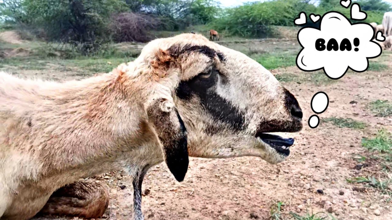 Mother Sheep Calling Baby Lamb , Sheep sound, Lamb Sound