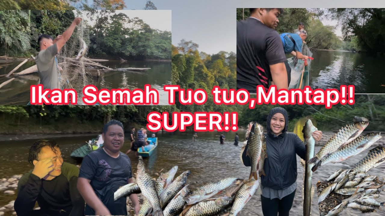 IKAN SEMAH TUO TUO❗️INI KALILAH DAPAT SIZE SUPER² ❗️//JELAJAH KE ULU SG TEMBURONG‼️
