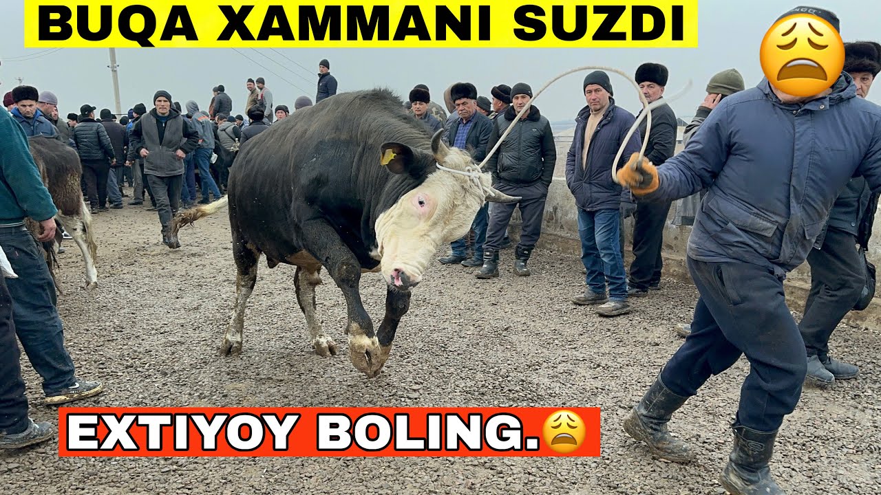 NARXLAR KESKIN ARZONLADI.😳BOZORDA TOPALANG SHOXIDON FAQAT SOTILGANLARI#2025 #2026 #molbozor 