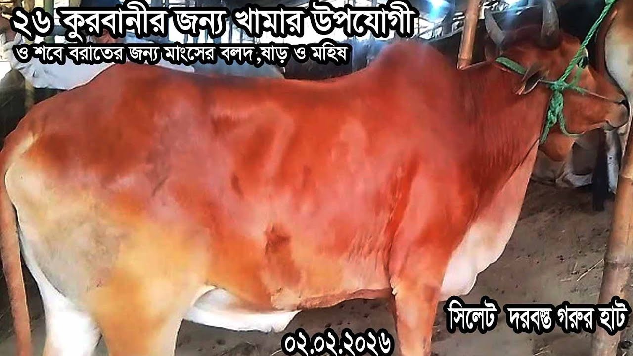 সিলেট দরবস্ত গরুর বাজারে, ২৬ কুরবানী উপযোগী ও শবেবরাতের জন্য মাংসের উপযোগী বলদ,ষাড় ও মহিষের দরদাম|