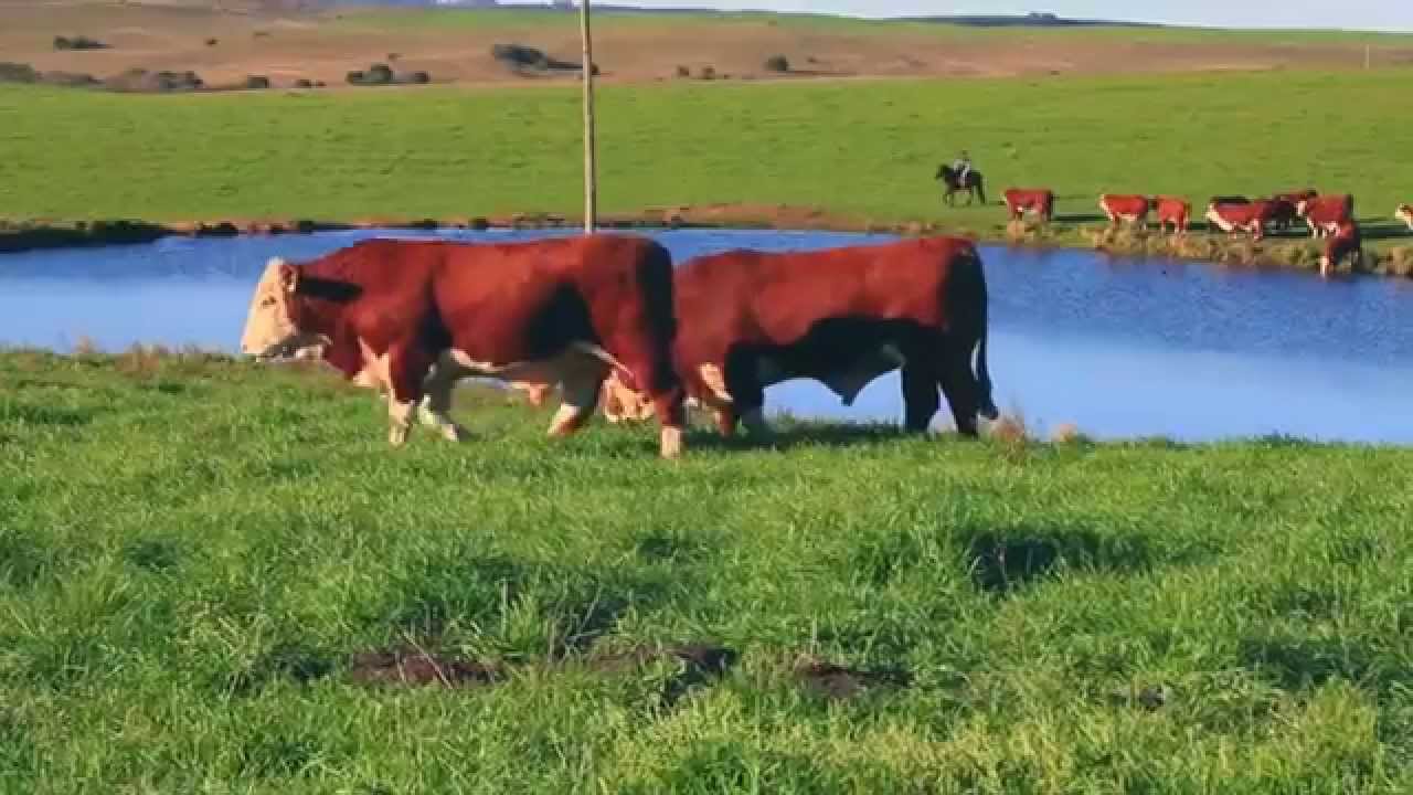 Associação Brasileira de Hereford e Braford - Mais de meio século a serviço da pecuária brasileira!