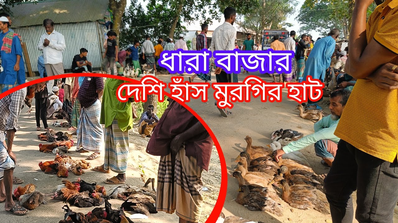 দেশীয় হাঁস মুরগির হাট ধারা বাজার,হালুয়াঘাট