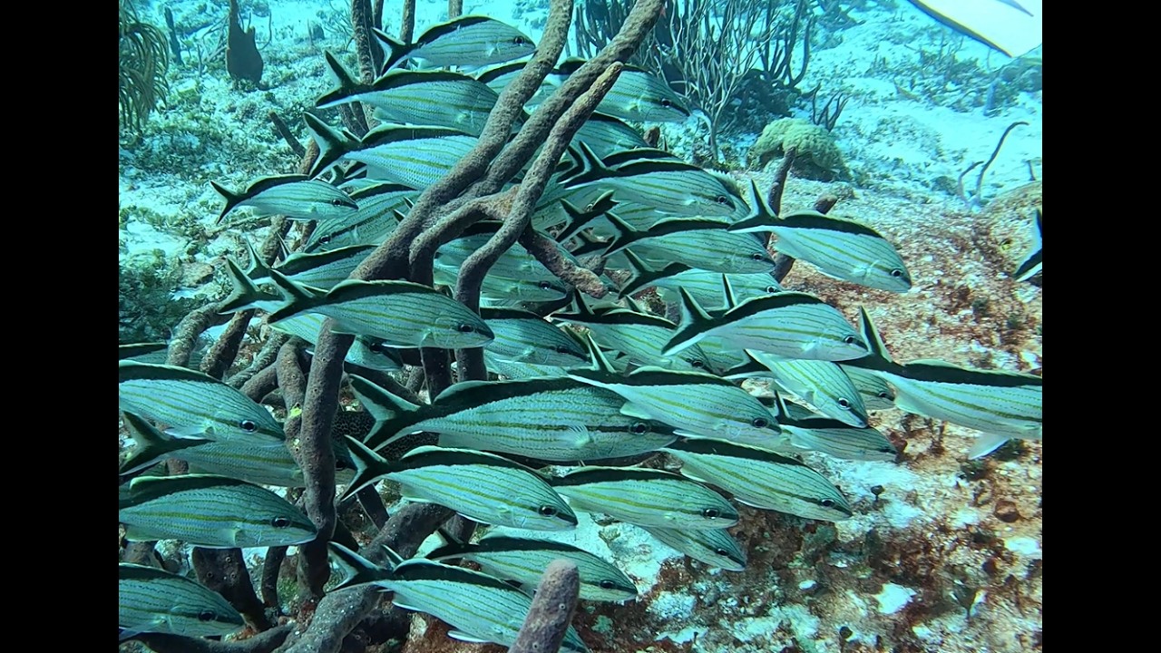 DIVE Mexico Cozumel 2025