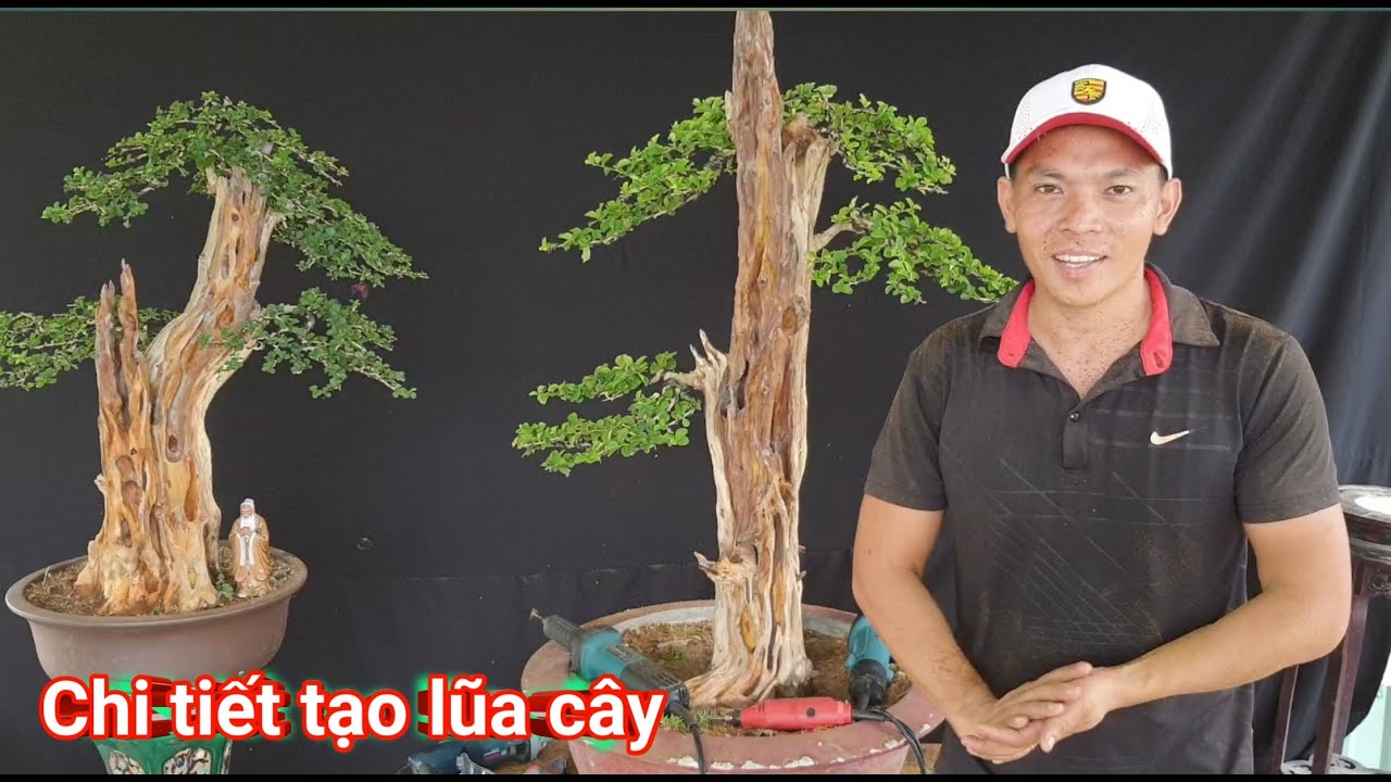 Chia sẻ chi tiết cách làm lũa cho cây Bonsai đẹp đúng nghĩa thiên nhiên