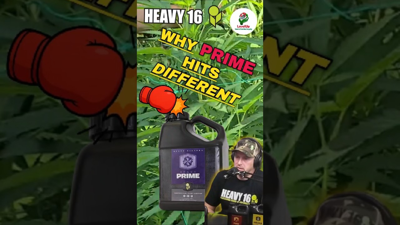 Why Heavy 16 PRIME Hits Different | The &ldquo;Kitchen Sink&rdquo;
