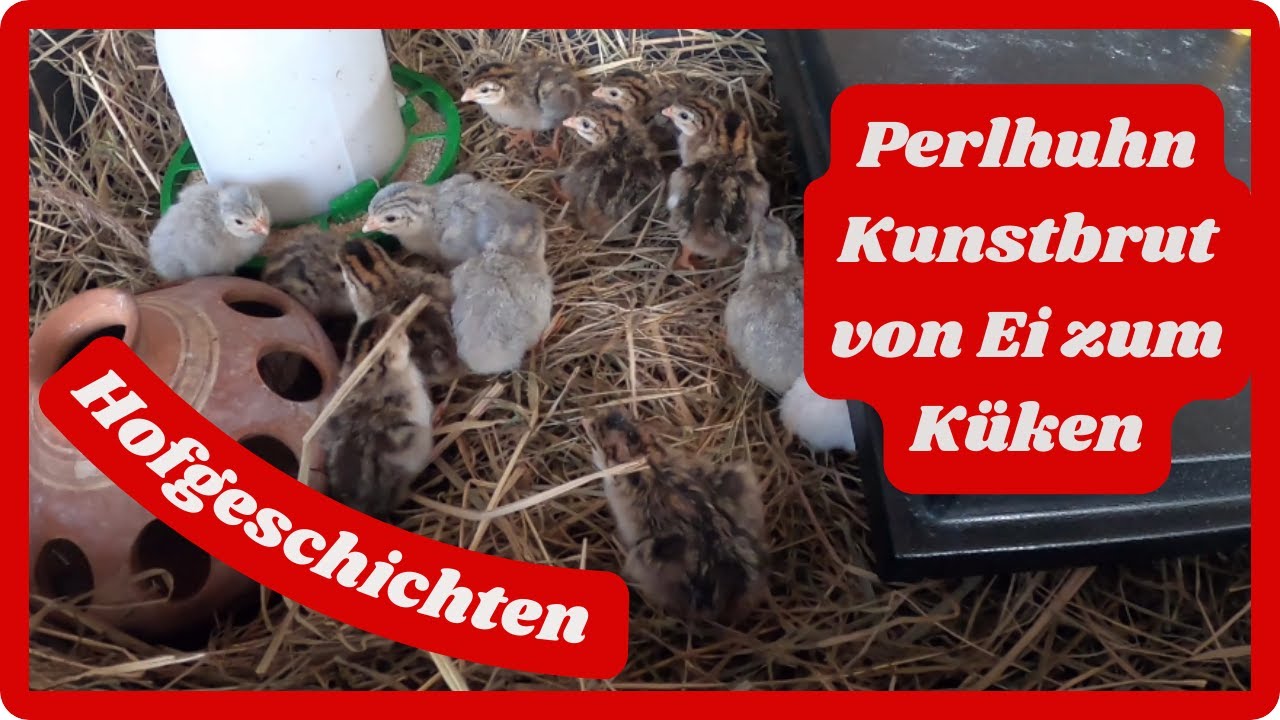 Perlhuhn Kunstbrut ! Vom Ei zum Küken  ! Juni 2023
