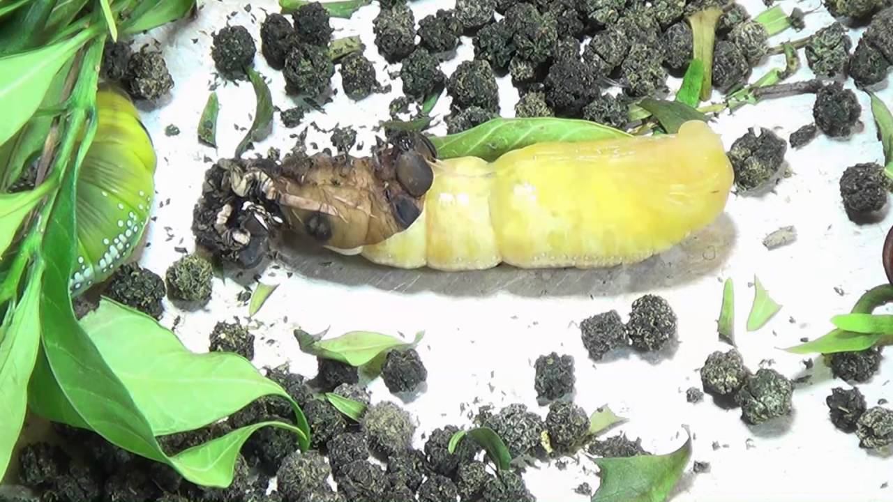วงจรชิวิตหนอนแก้ว