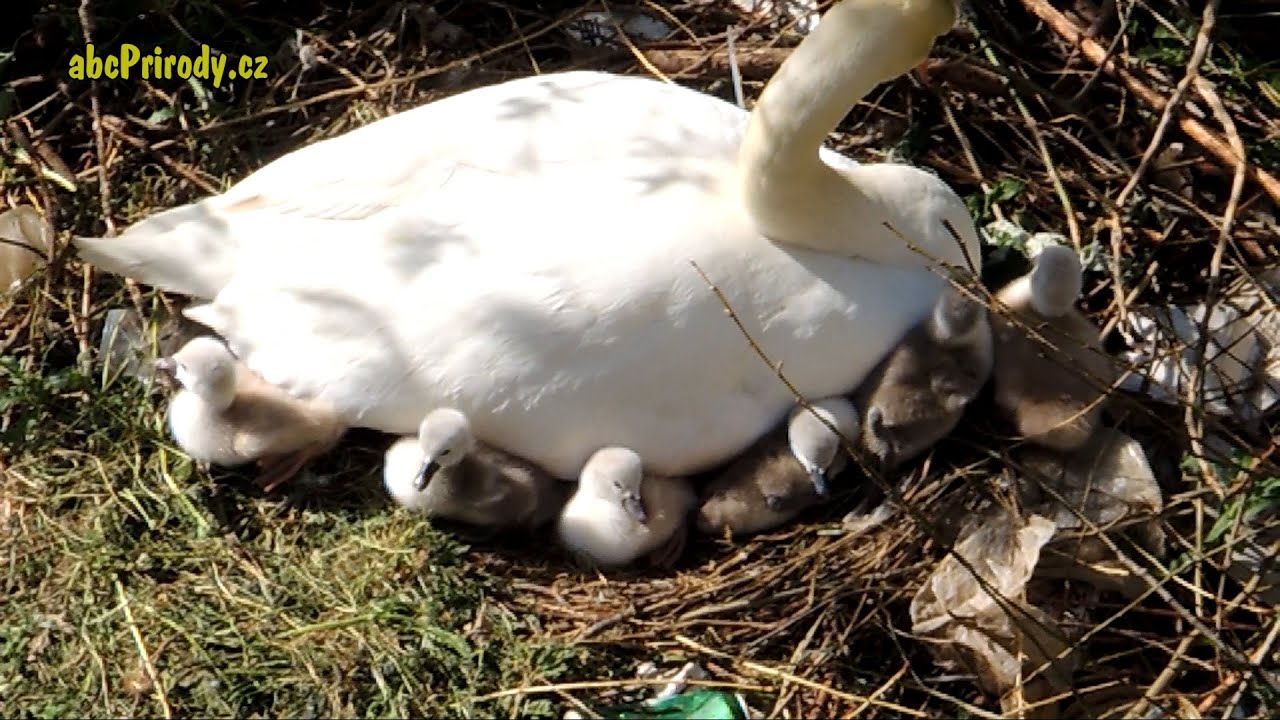 Labutě na Vltavě v centru Prahy (4) - Jak se líhnou labutí mláďata (Swan, Prague)