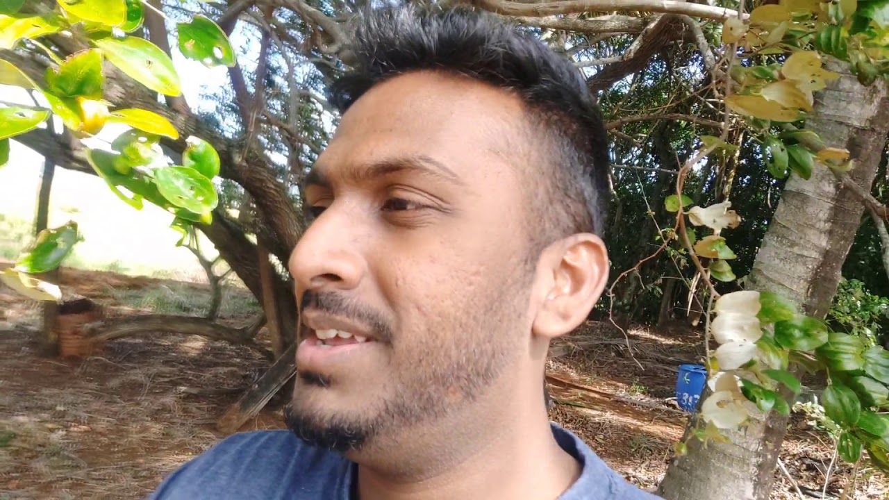 Indian plums at the heart of Mauritius