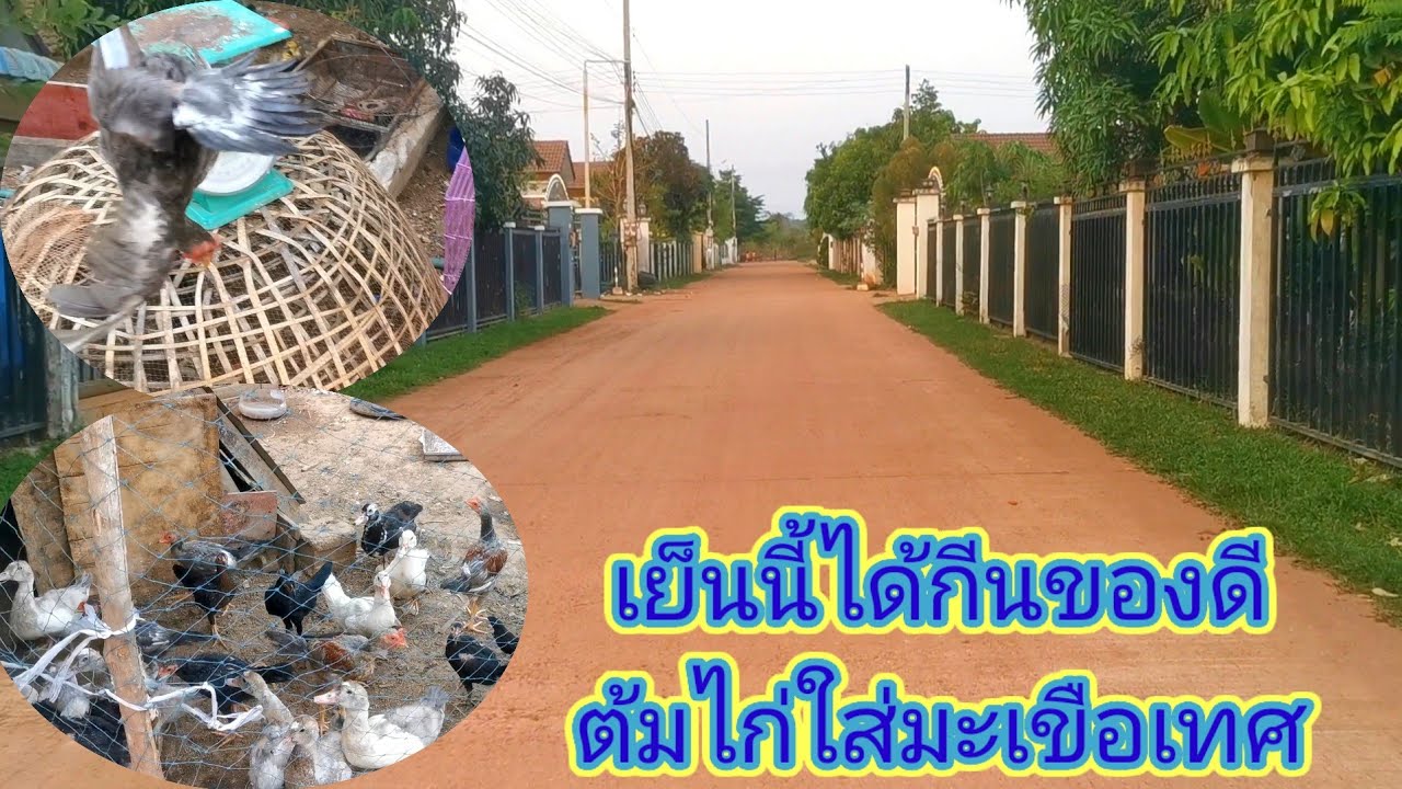 วันนี้กีนอาหาร​ดีหาซื้อไก่มาต้มกีนเย็นนี้