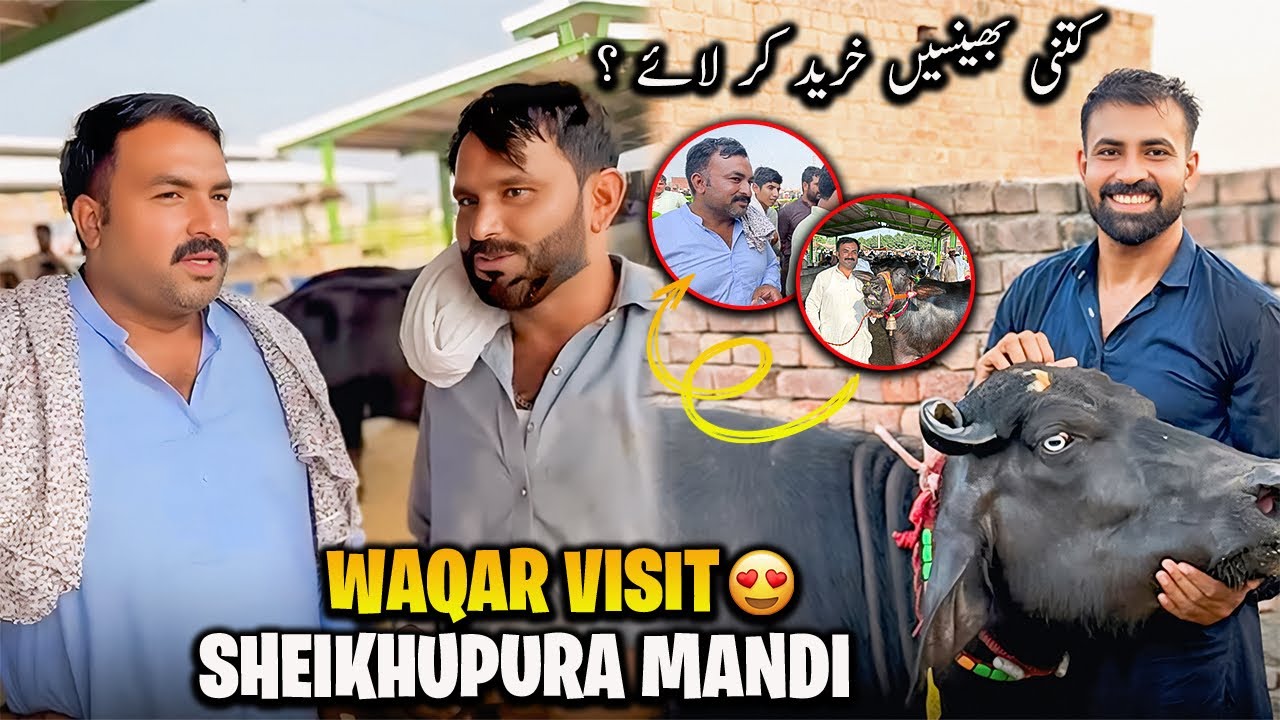 Waqar Bhinder Visit Sheikhupura Buffalo Mandi 🐃 | کتنی بھینسیں خرید کر لائے منڈی کے حالات ؟