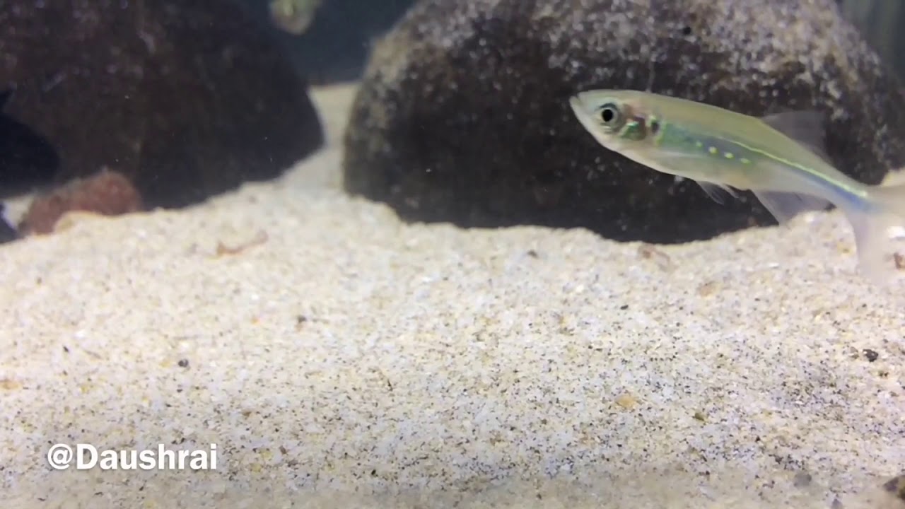 Jual malabar danio, jakarta