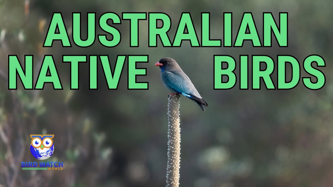 10 Australian Native Birds - And They're Not The Usual Suspects