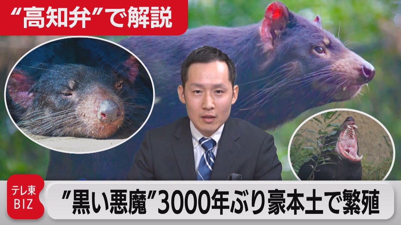 高知弁で解説！「黒い悪魔”が豪州本土で3000年ぶり繁殖」（2021年6月28日）