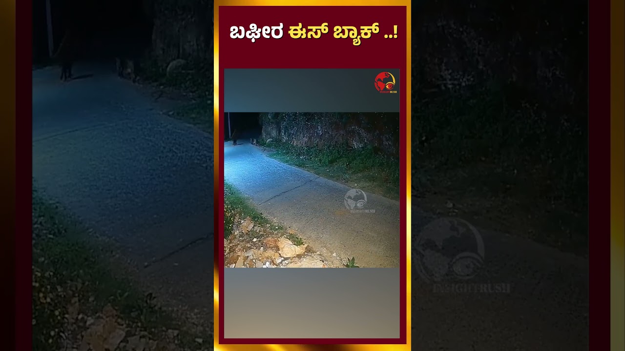 Black Cheetah Viral Video | ಬಘೀರ ಈಸ್ ಬ್ಯಾಕ್    ! |  Insightrush News