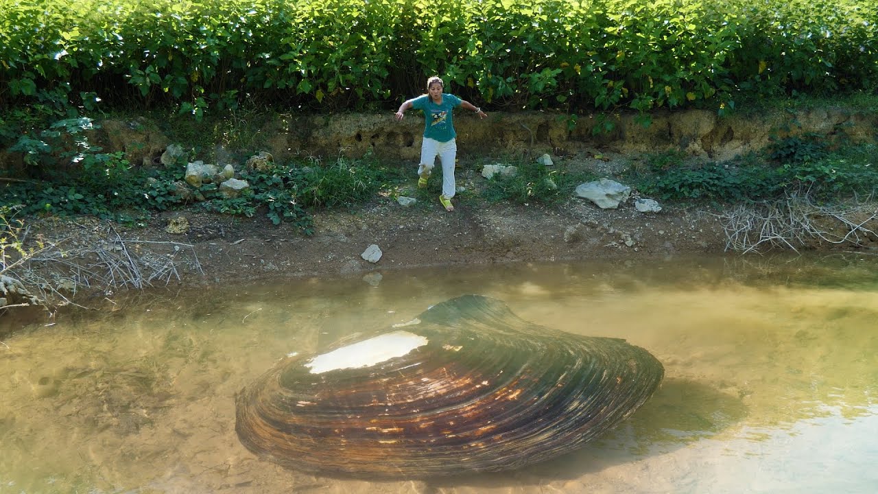 The cumbersome clam remained motionless, and the girl pulled out countless beautiful pearls from it