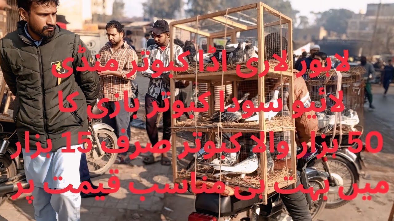 لاہور لاری اڈا کبوتر منڈی فریش ویڈیو 2026 new update 