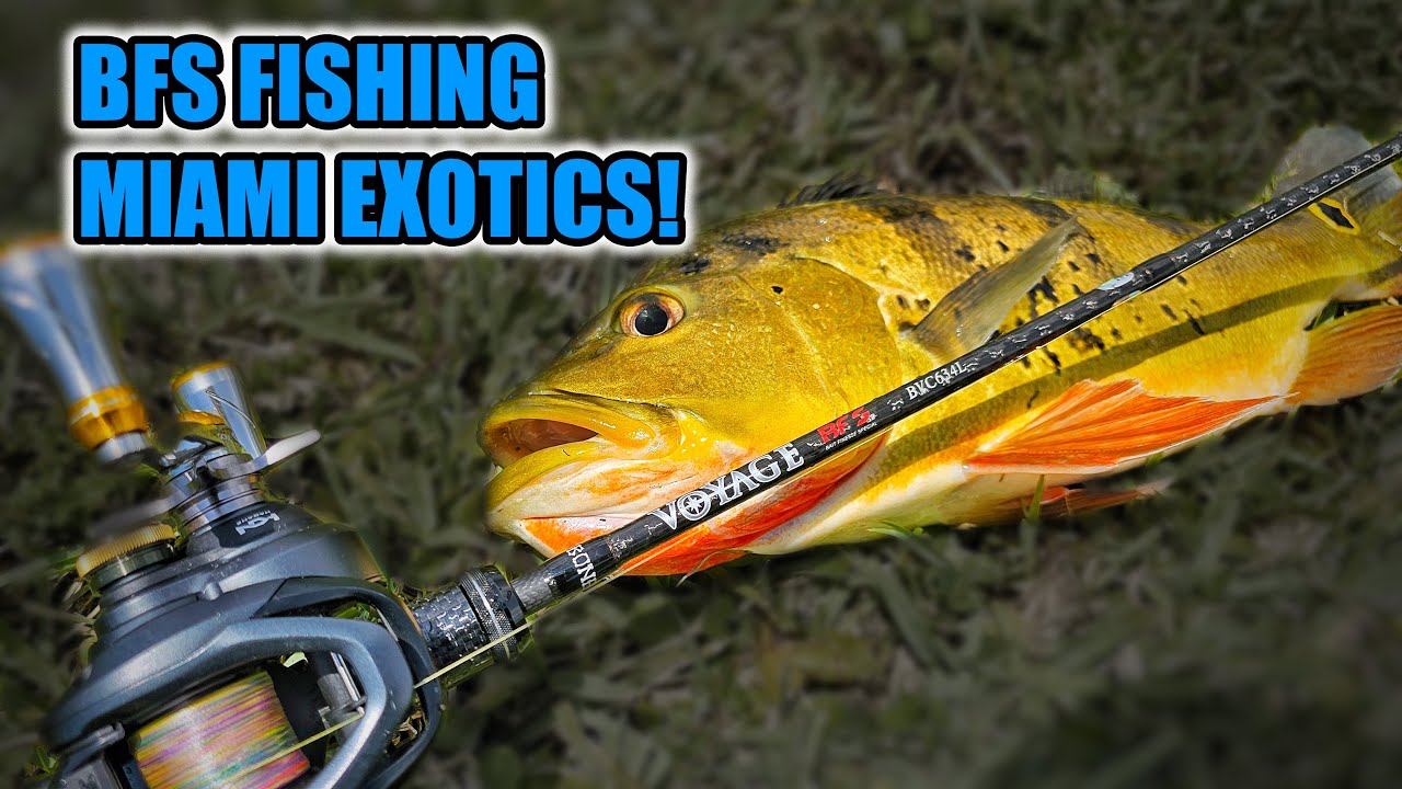 BFS Fishing Miami Canals for Exotic Fishes