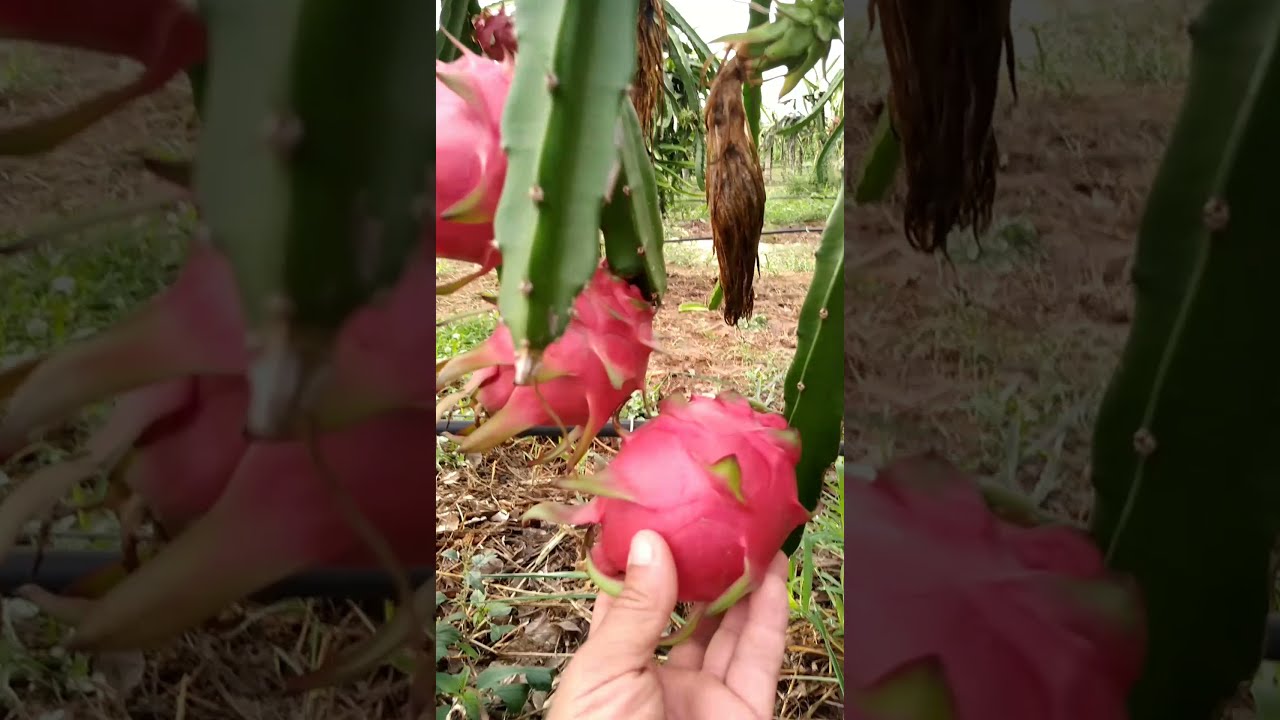 Colheita de Pitaya. . variedade Boreal red e vermelha colombiana.   17/ 12/ 2021.