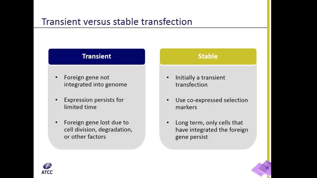 What's the difference between stable and transient transfection?