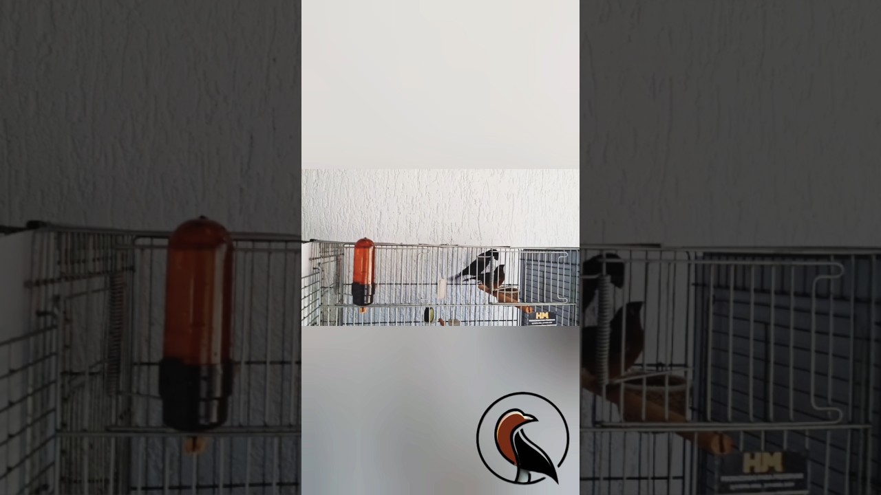 Gala Falsa. #avinhado #passaros #cdn #aves #curio #passarinho