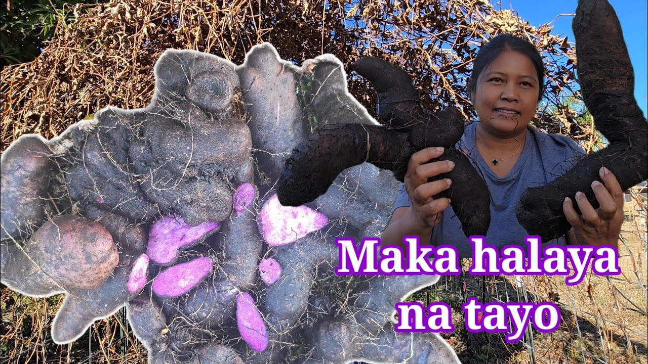 Bunga at Laman ng Ube | Harvest today