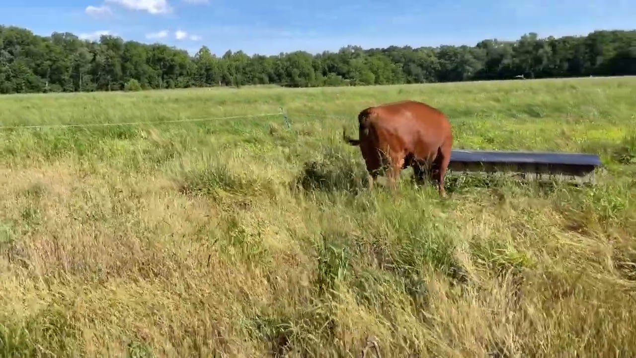 Free choice mineral feeder in bottom Meadow 20240528 #regenerativefarming #gregjudy #cattle #cow