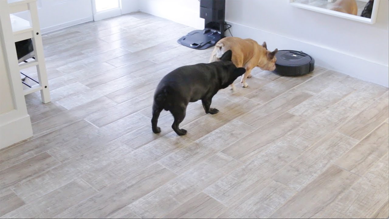 Irobot Roomba i7 plus Quick and Easy Set Up + Animal reaction