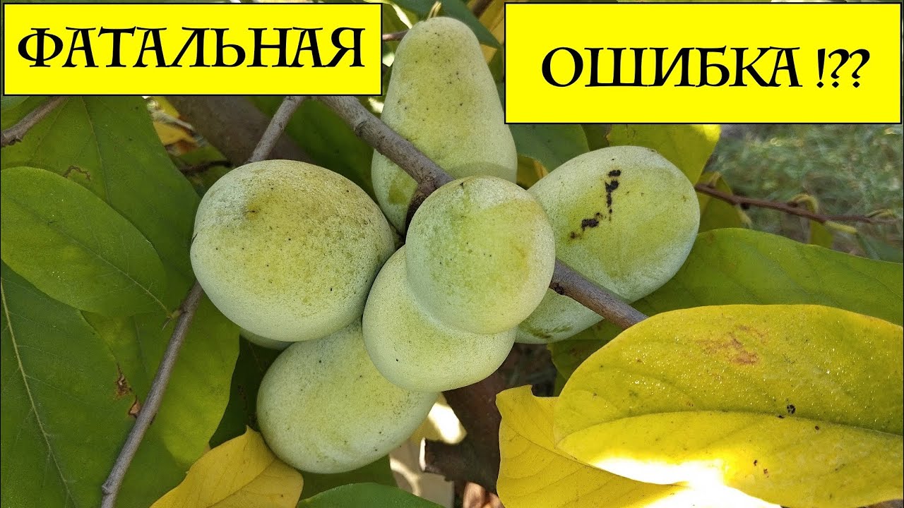 Азимина 3/10/23 Фатальная ОШИБКА !? Что можно сделать теперь? Pawpaw
