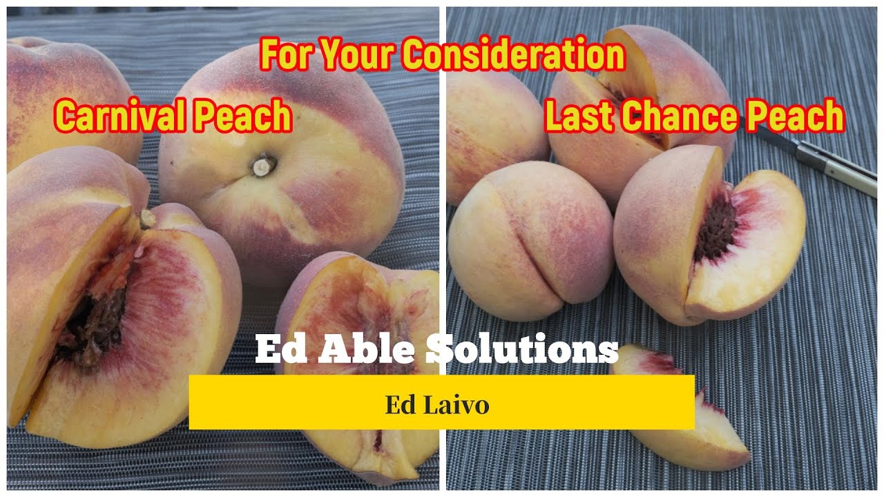Last Chance and Carnival Peach 2 Lesser Known Late Varieties For Your Consideration