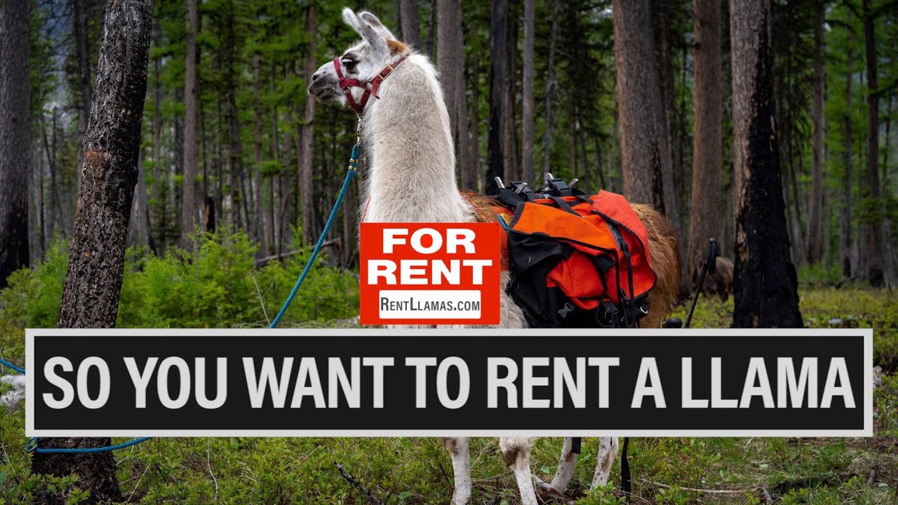 SO YOU WANT TO RENT A LLAMA | WILDERNESS RIDGE TRAIL LLAMAS | 🎙️ GRITTY EP. 759