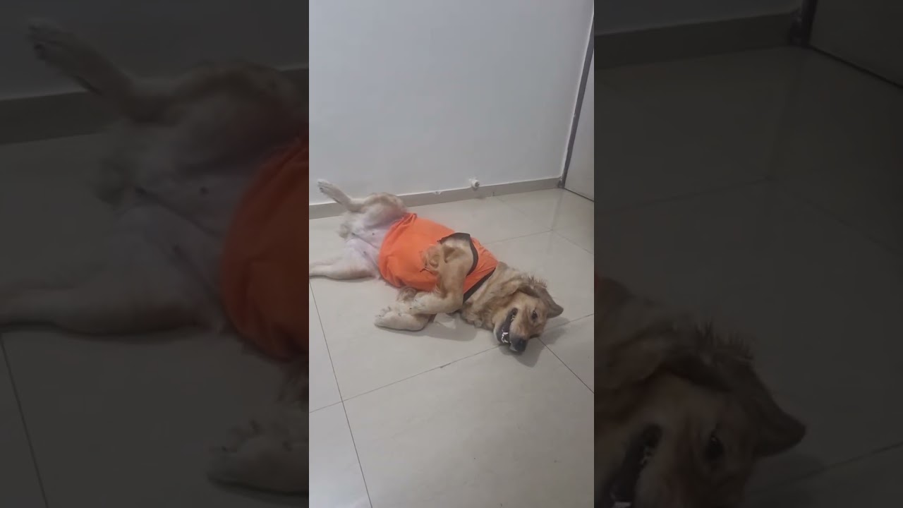 Maple doing  masti in live