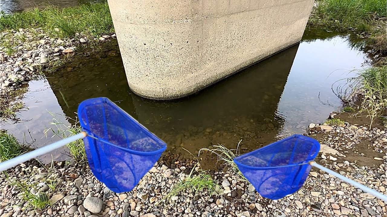 雨の後に取り残された魚捕獲してみた【ガサガサ】