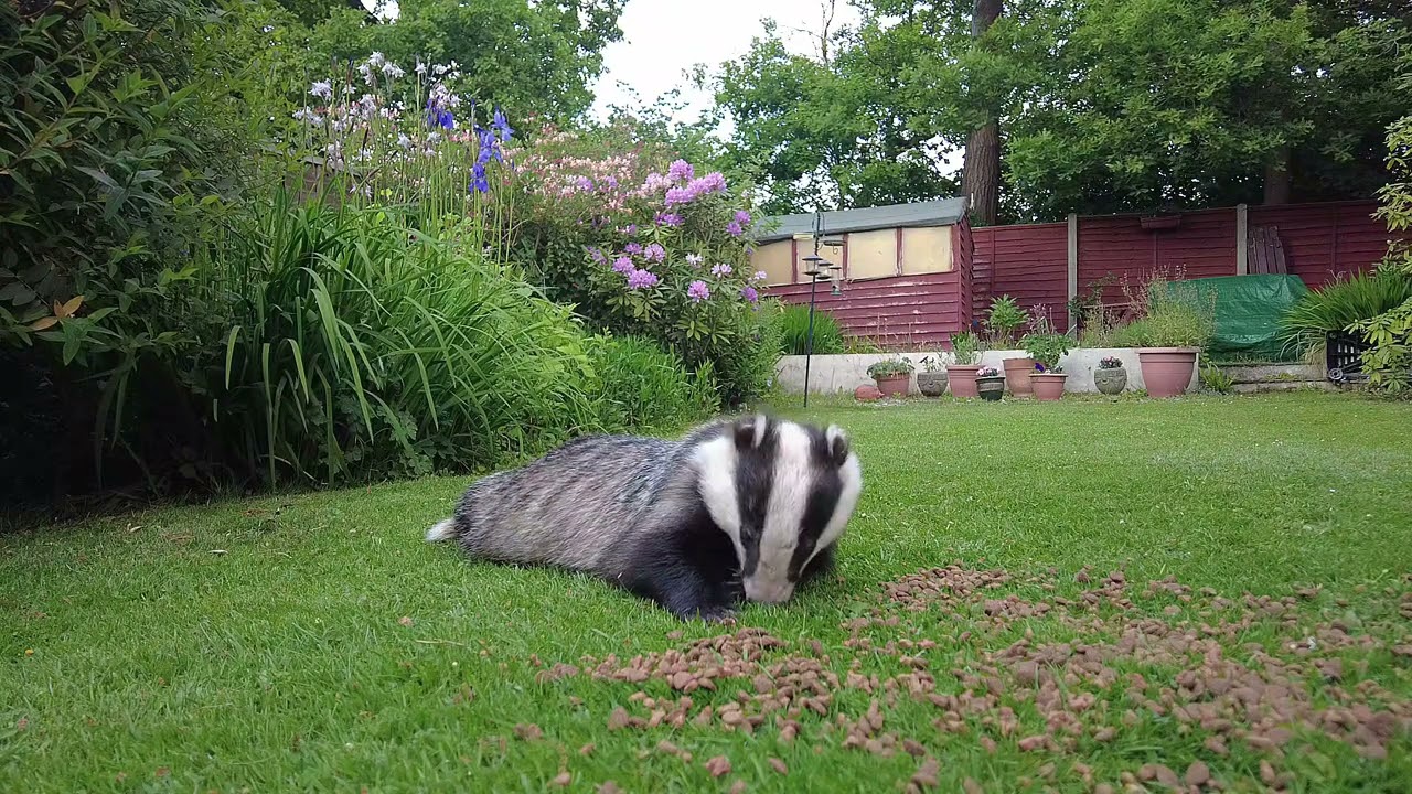 Badger & Fox 11th May 2025