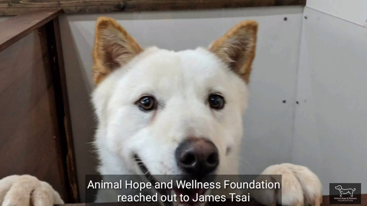 Skittish, Biting Rescue Dog Mingki #3 - Animal Hope and Wellness Foundation