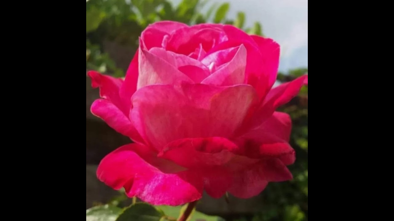 ሰላሙ አለይኩም ወራህመቱላሂ ወበረካትሁ
