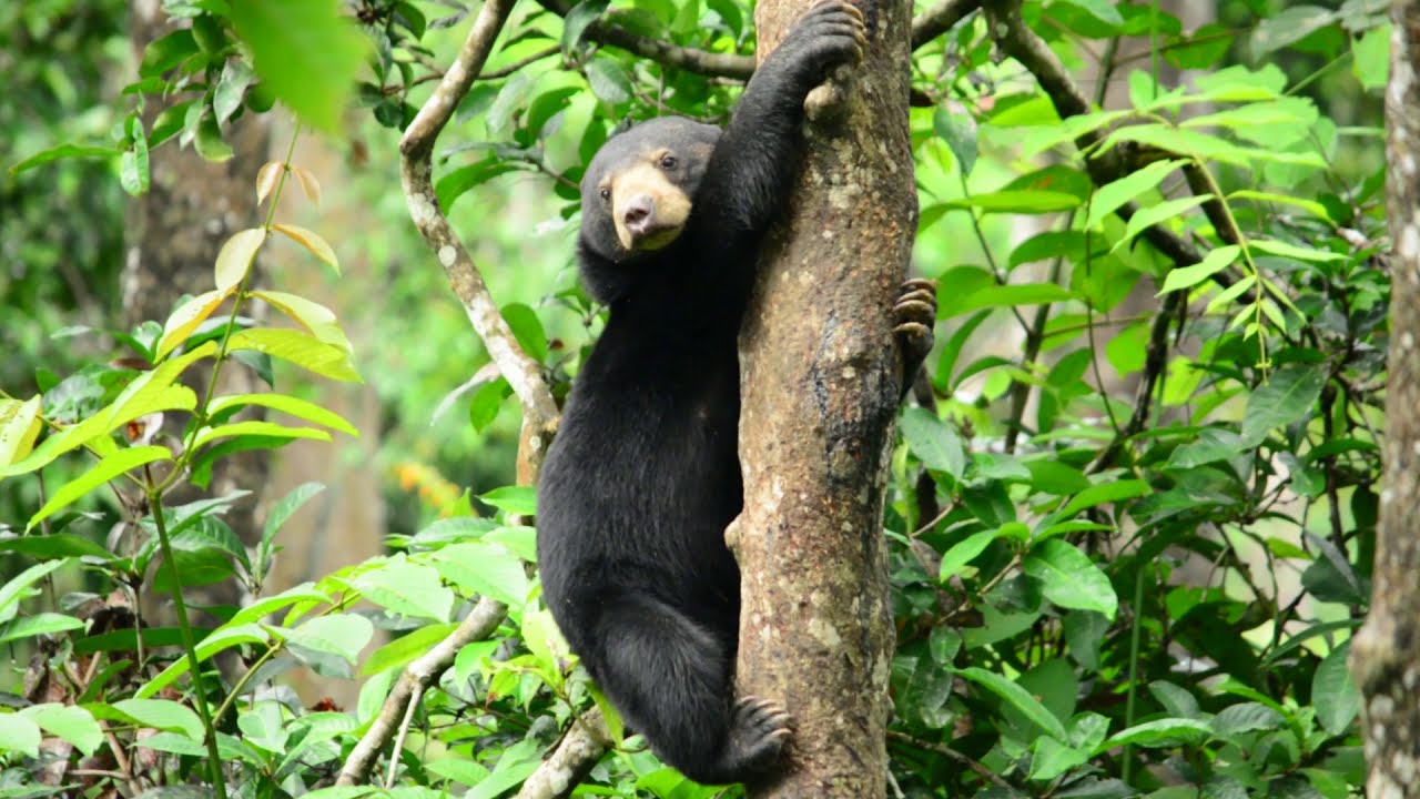 Sun Bear Behaviour | Sun Bears Are Arboreal Animals | BSBCC