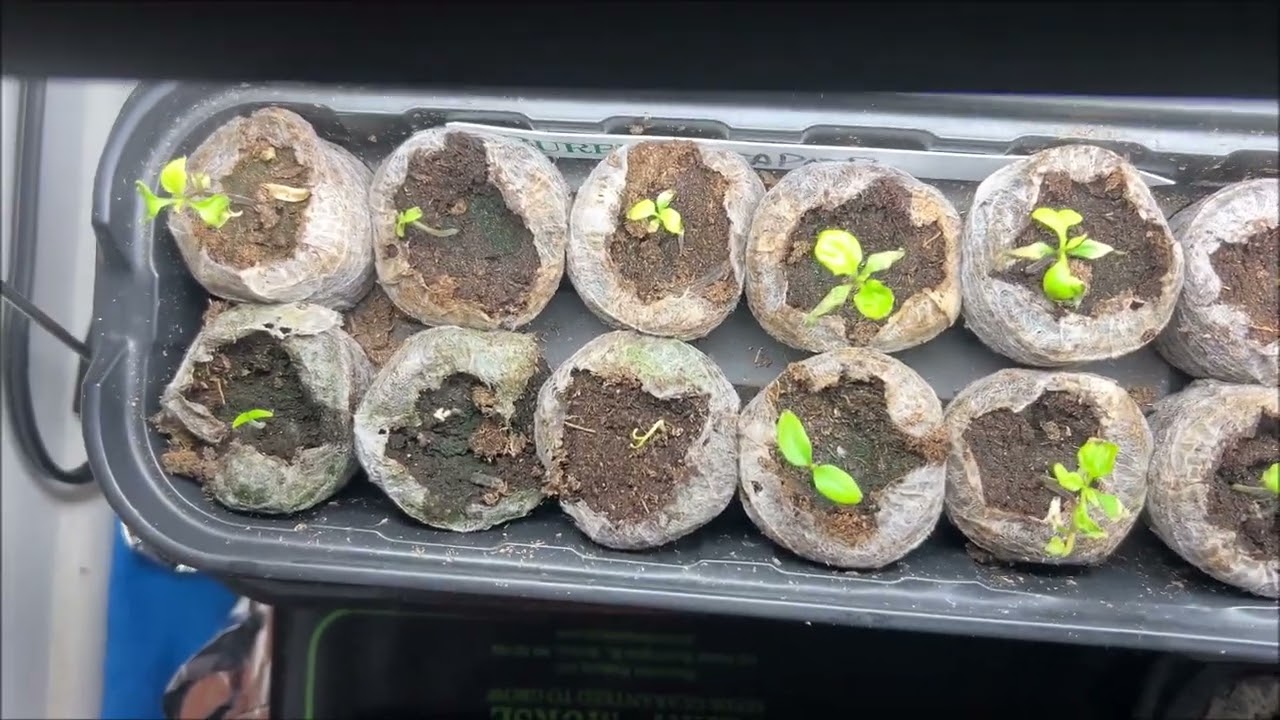 Pepper Grow Update for February 2026.  Butlahs and Reapers are looking good so far!