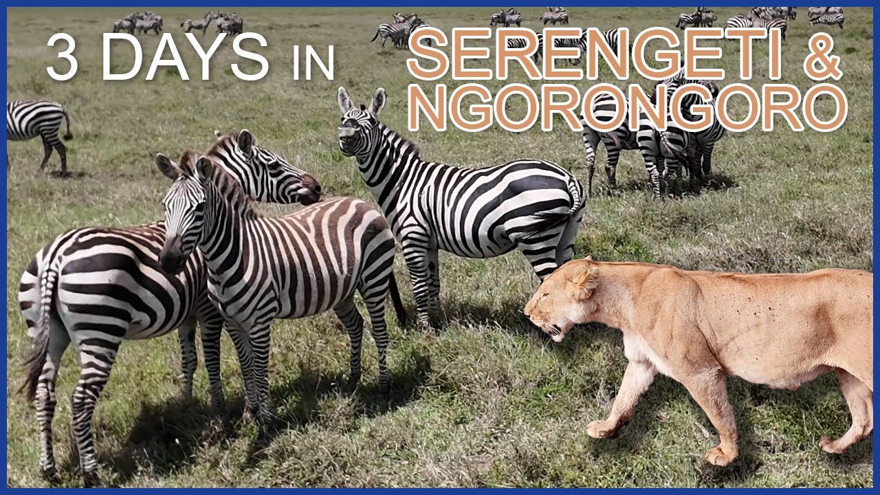 3-day Serengeti & Ngorongoro safari in Tanzania 🇹🇿 4K