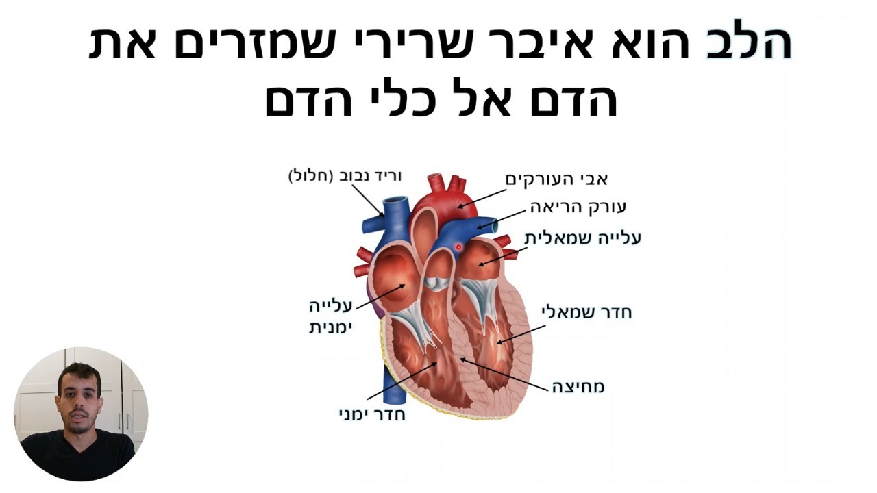 מערכת ההובלה - מבנה ופעילות הלב (לבגרות בביולוגיה)