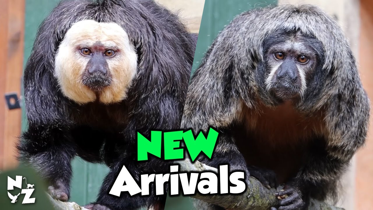 Welcoming MORE primates into the Rainforest Lookout