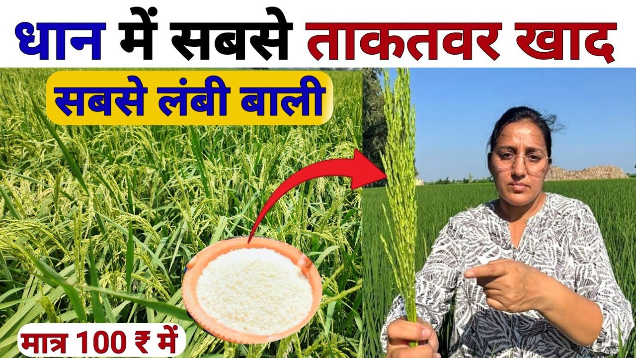 धान में 2 ख़ास चीजें उत्पादन निकलेगा 90 क्विंटल | Dhan Ki Kheti | Dhan Me Kalle Badhane Ke Upay |धान