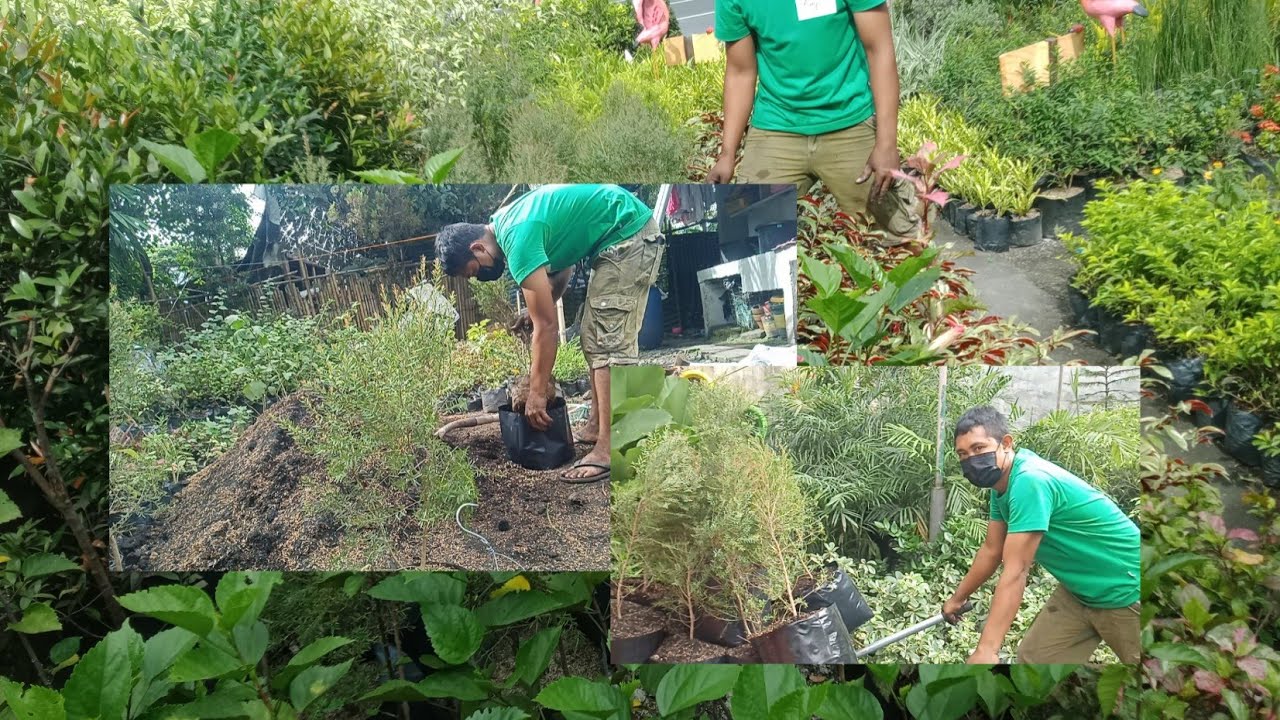 #12 pag lipat ng bottle brush plant