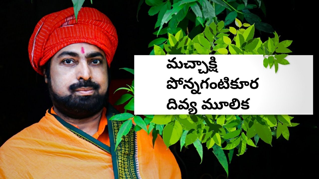 మచ్చాక్షి  పోన్నగంటికూర ;దివ్య మూలిక || muchakshi | ponagantikura | divya mulika |Shri DeviDas Garu
