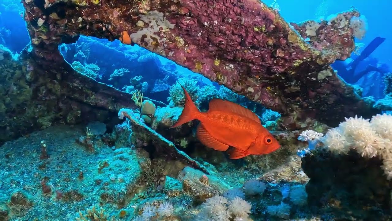 Vida a Bordo Rojo Pecios con Sunytravel