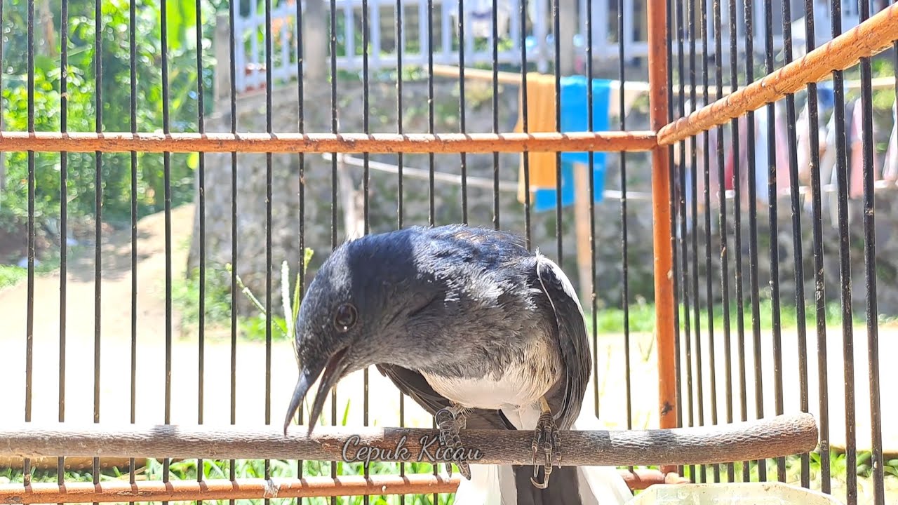 Kacer betina gacor buka ekor